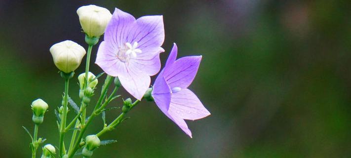 绿色桔梗花象征什么？花语有哪些深层含义？