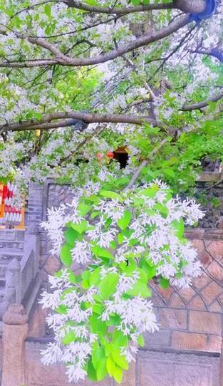 流苏花在泰安王母池有何文化意义？