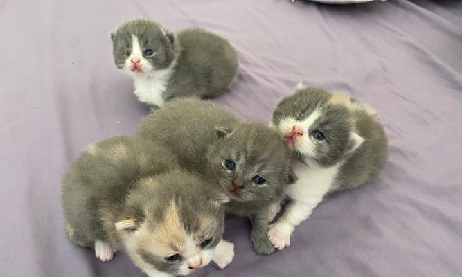 蓝猫和三花的爱情寓意是什么？它们的花语有何深意？