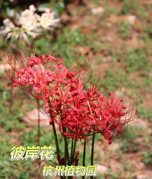 彼岸花颜色和寓意分别是什么？