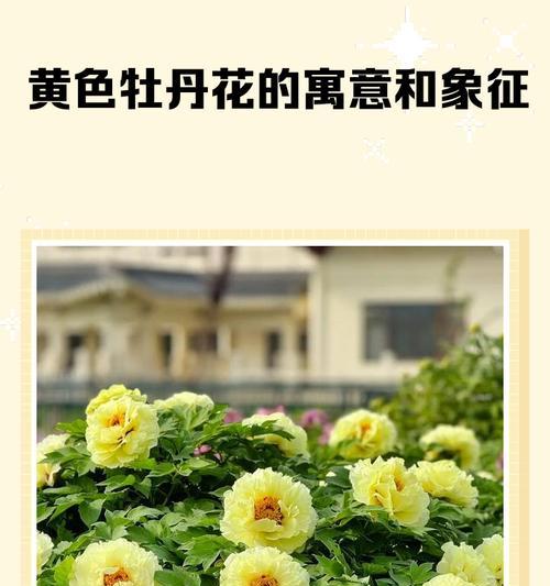 家庭寓意好的黄色花是什么？