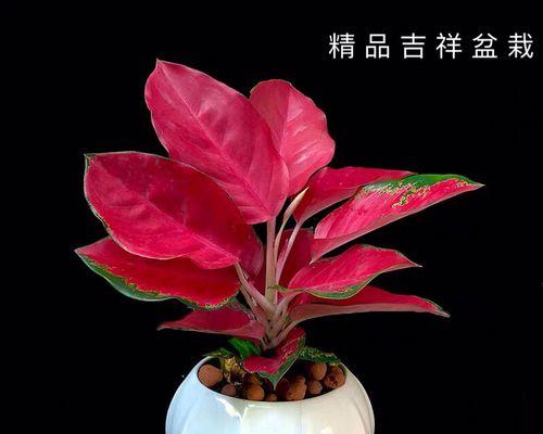 如意吉祥的花有哪些？如何选择象征如意吉祥的花？