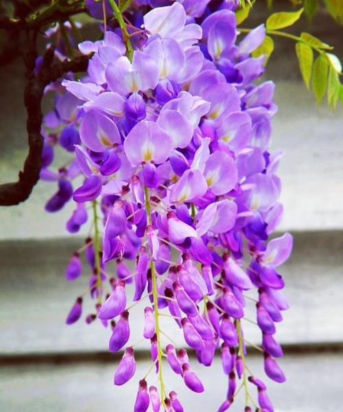 紫色花代表什么？有哪些词语可以表达紫色花的含义？