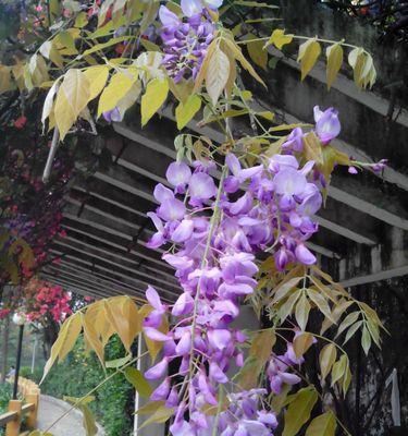 紫色花代表什么？有哪些词语可以表达紫色花的含义？