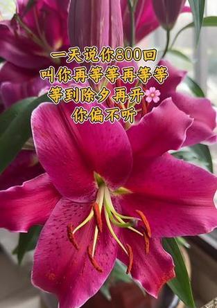 哪些花象征着幸福和好运？