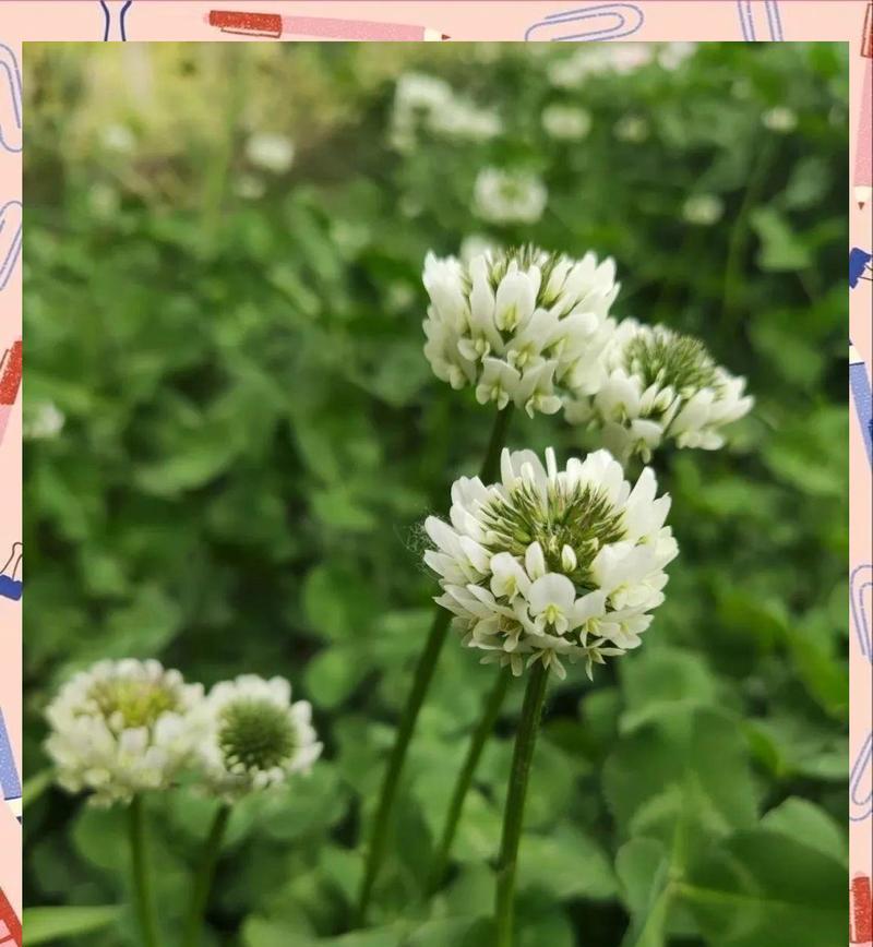 绿色花象征幸运吗？哪些绿色花卉代表好运？