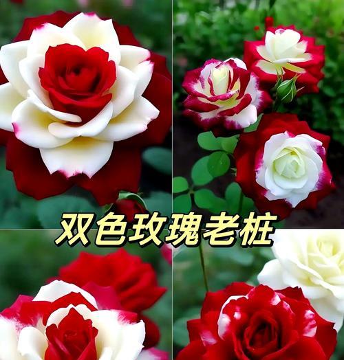 什么花象征爱情长久？爱情长久的花语怎么说？