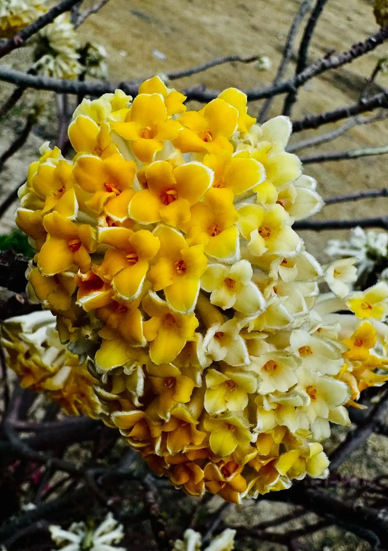 什么花象征爱情长久？爱情长久的花语怎么说？