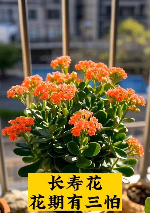 送爸妈长寿花的寓意及象征是什么？