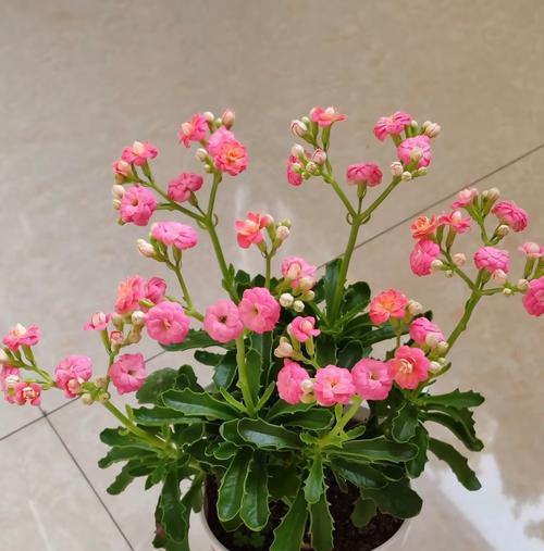 什么颜色的花寓意平安？平安花有哪些选择？