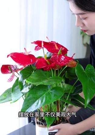 什么颜色的花寓意平安？平安花有哪些选择？