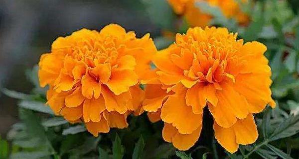什么颜色的花寓意平安？平安花有哪些选择？