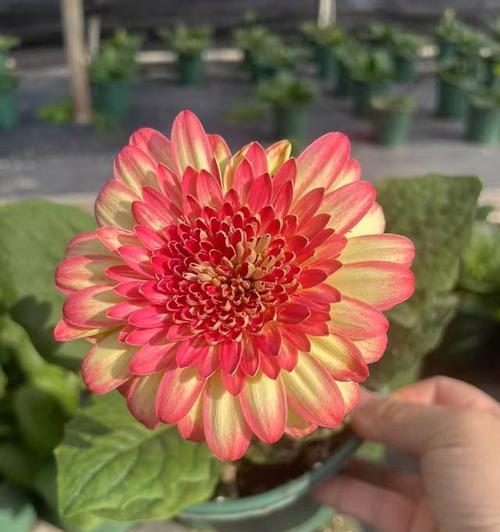 红色扶郎花象征着什么？扶郎花的花语有哪些？