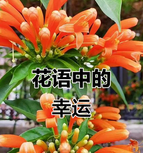 什么花象征吉祥喜庆？吉祥喜庆的花有哪些？