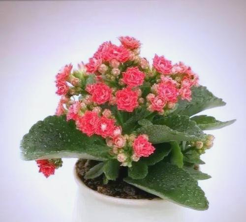 什么花象征吉祥喜庆？吉祥喜庆的花有哪些？