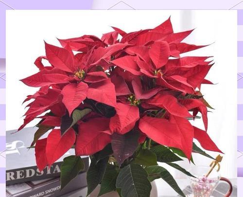 什么花象征吉祥喜庆？吉祥喜庆的花有哪些？