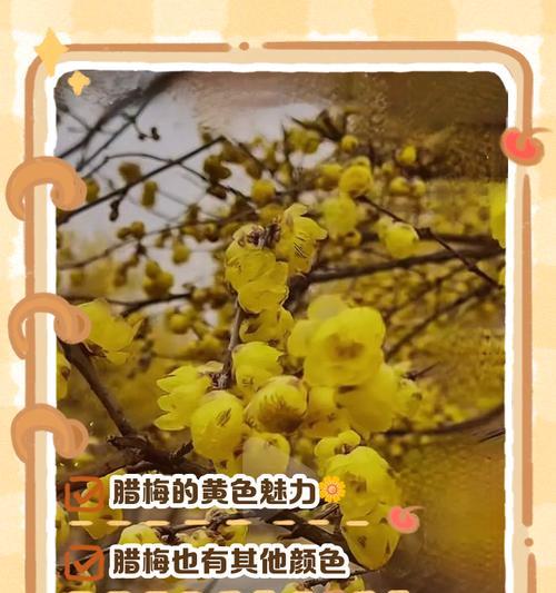 花的颜色有哪些寓意？花色的含义是什么？