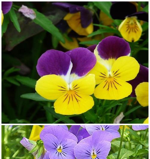 花的颜色有哪些寓意？花色的含义是什么？