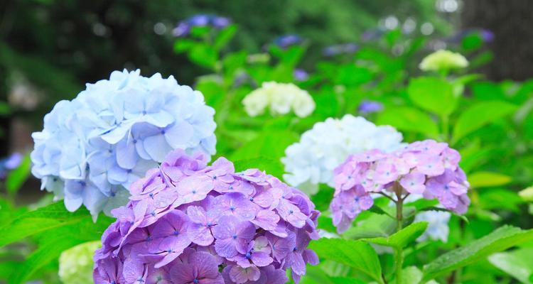 花的颜色有哪些寓意？花色的含义是什么？