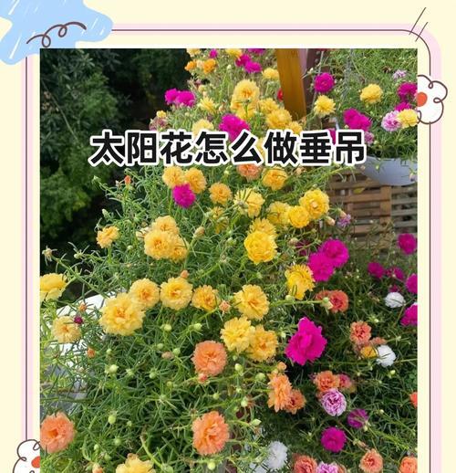 阳光节的祝福花语是什么？如何选择合适的花表达祝福？