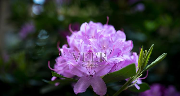 紫色花的诗意寓意是什么？紫色花在诗歌中代表什么？