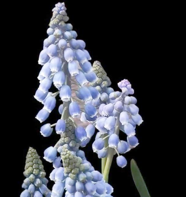 葡萄花语有哪些祝福含义？葡萄祝福花语是什么？