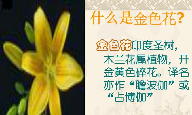 金色花在泰戈尔作品中代表什么？深层含义有哪些？