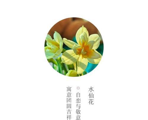 代表节制的花语有哪些？如何通过花语表达节制？
