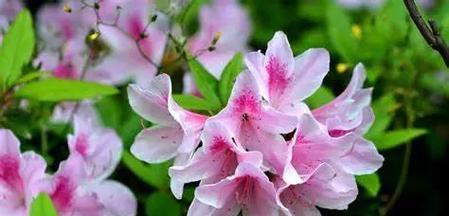 代表节制的花语有哪些？如何通过花语表达节制？