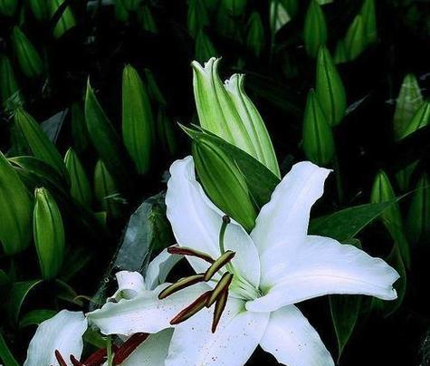 百合花如何象征一生的幸福？
