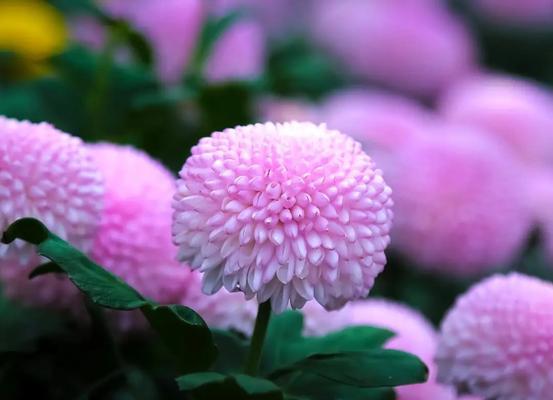 朋友送紫色的花是什么意思？紫色花的寓意有哪些？