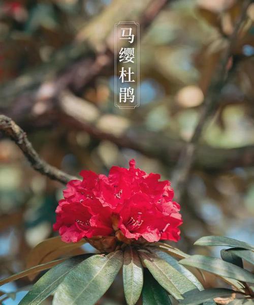 梅红色杜鹃花的寓意是什么？梅红色杜鹃花在文化中的地位如何？