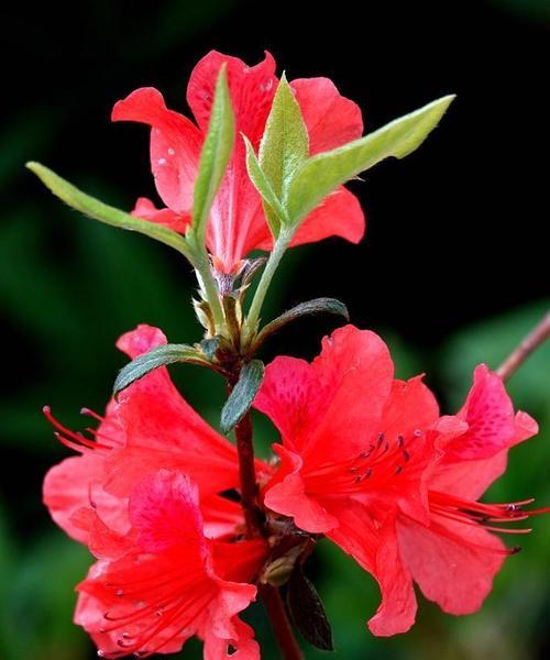 梅红色杜鹃花的寓意是什么？梅红色杜鹃花在文化中的地位如何？