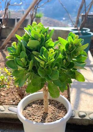 哪些花象征着身体健康？