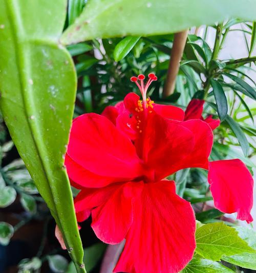 芙蓉花的寓意有什么文化背景？芙蓉花在传统中的地位如何？