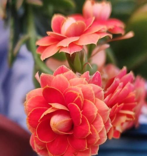 长寿花象征着什么？长寿花的寓意是什么？