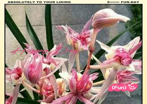 哪种兰花象征吉祥？兰花的吉祥寓意是什么？