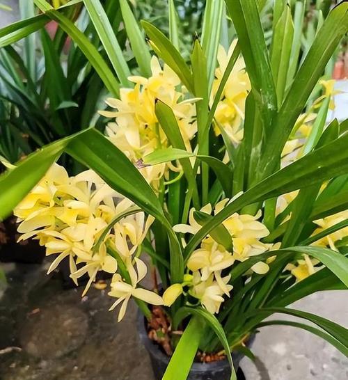 哪种兰花象征吉祥？兰花的吉祥寓意是什么？