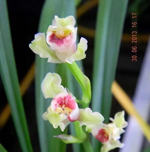 哪种兰花象征吉祥？兰花的吉祥寓意是什么？