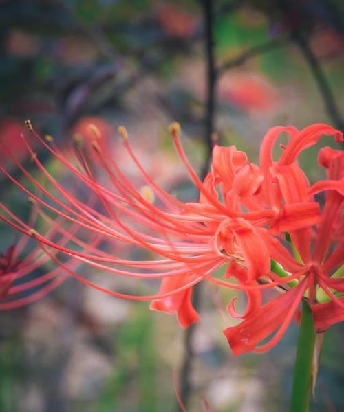 哪种花象征失败但最后成功？这种花的寓意是什么？