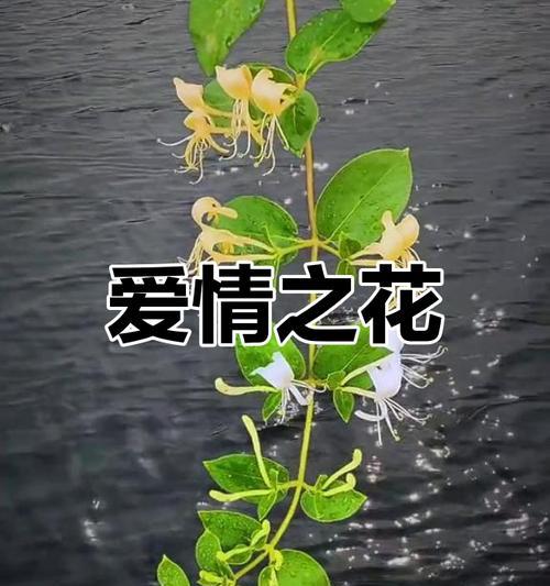爱情之花代表什么意义？爱情之花的象征是什么？