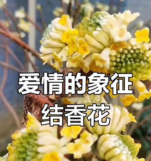 爱情之花代表什么意义？爱情之花的象征是什么？