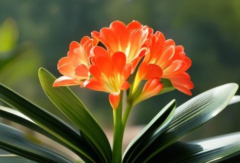哪种花象征吉祥？吉祥花的寓意是什么？