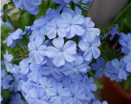 蓝色锈球花的花语和寓意是什么？锈球花颜色的含义是什么？