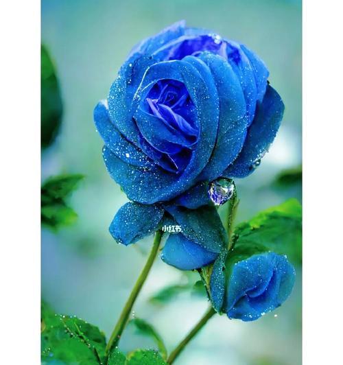 蓝色锈球花的花语和寓意是什么？锈球花颜色的含义是什么？