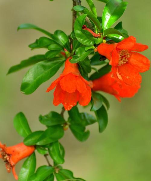 石榴花手捧花有何寓意？石榴花语表达什么情感？