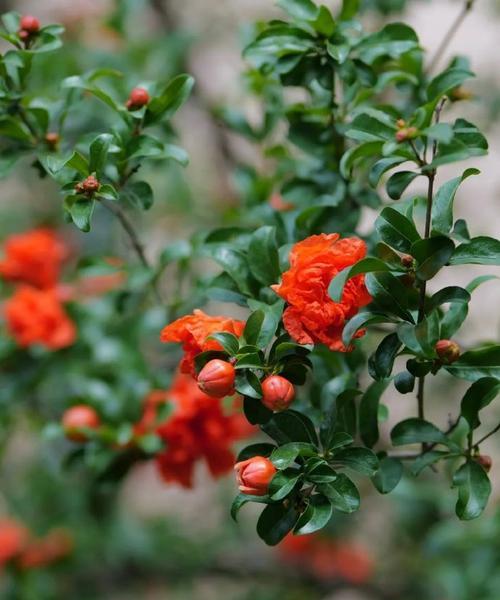 石榴花手捧花有何寓意？石榴花语表达什么情感？