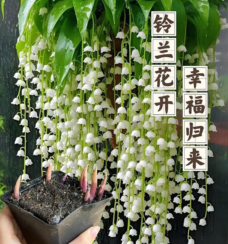 哪种花象征幸福？幸福的花有哪些？