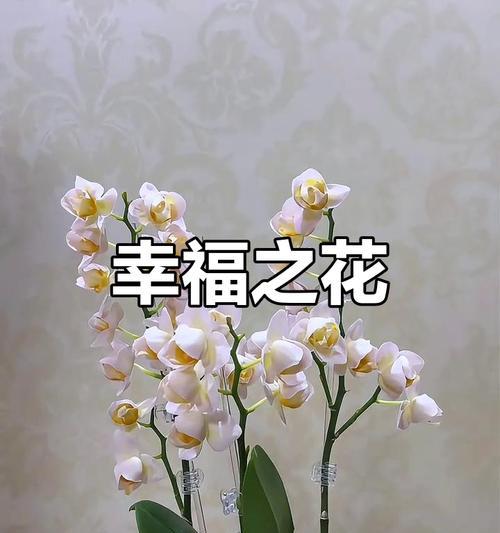 哪种花象征幸福？幸福的花有哪些？
