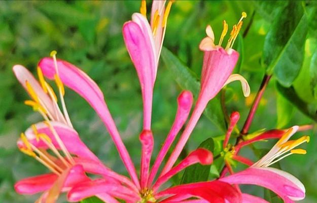 哪种花象征幸福？幸福的花有哪些？